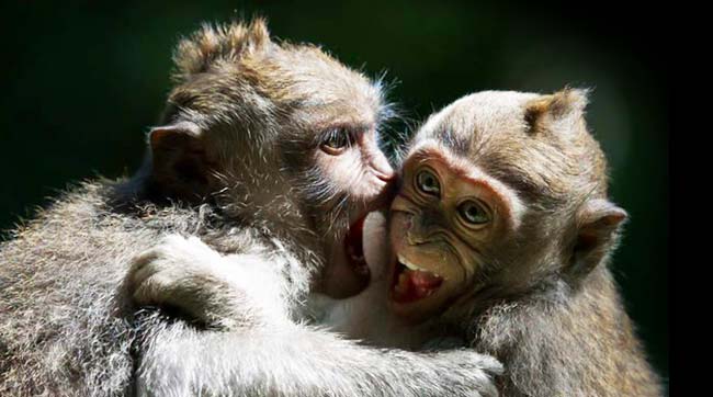 guida bali faidate, l'autista parlante italiano bali, vacanza bali faidate, bali tour guide, italiano guida a bali