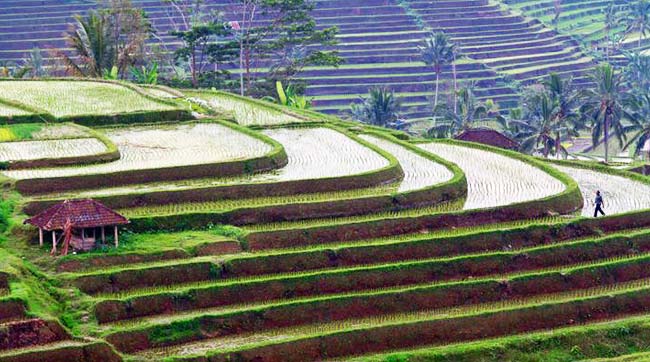 guida bali faidate, l'autista parlante italiano bali, vacanza bali faidate, bali tour guide, italiano guida a bali